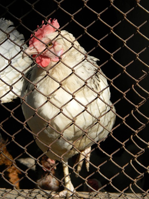 同质化竞争 同质化竞争