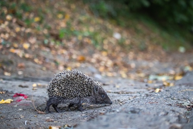 阿森納的防 阿森納的防